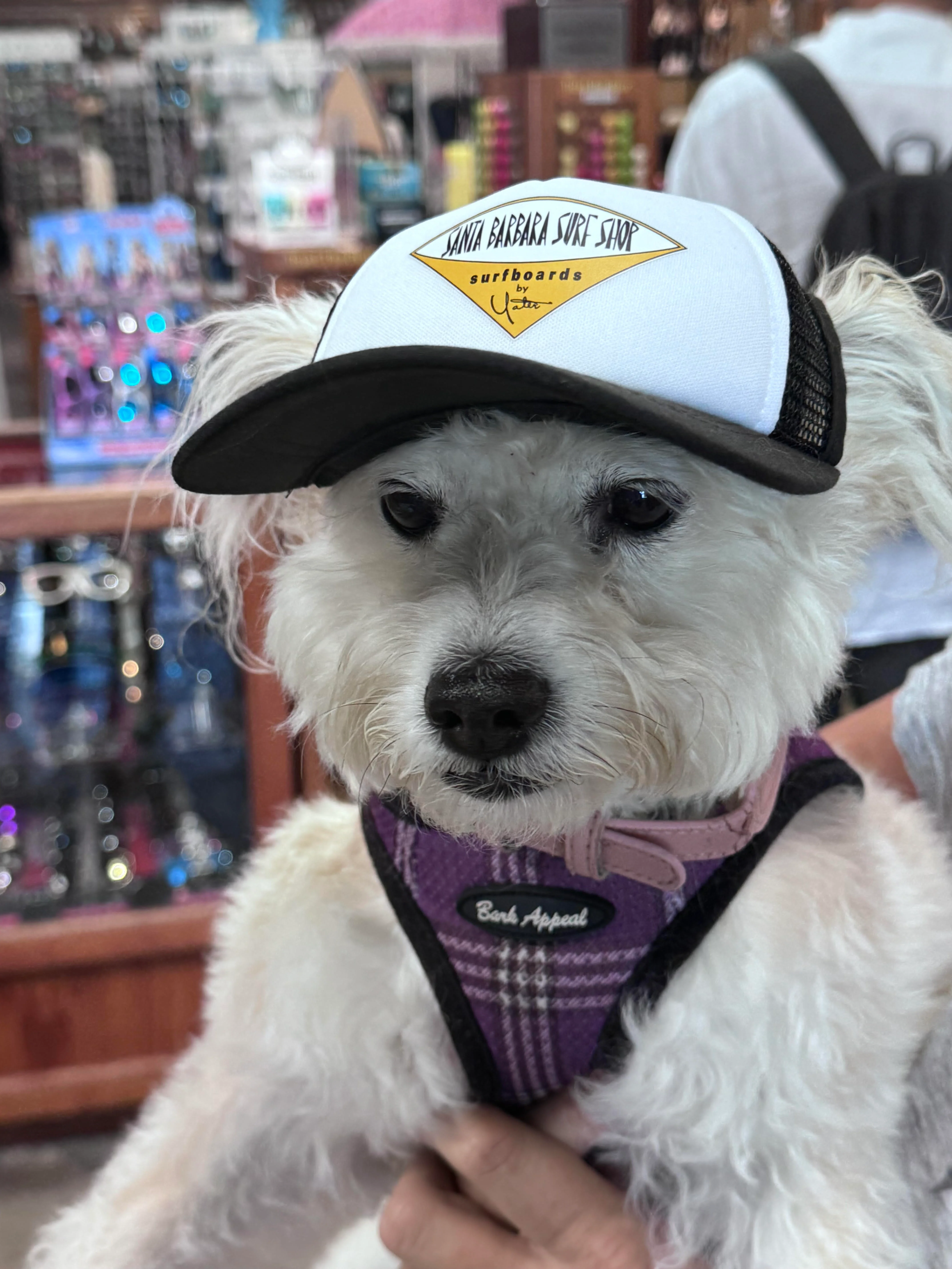 Santa Barbara Surf Shop PupLid Trucker Hats for Dogs! - Image 3